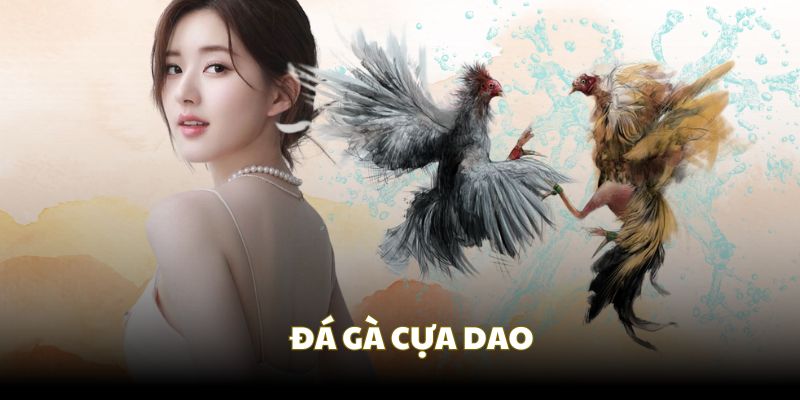 Đá gà cựa sắt bằng dao chỉ có tại các trường thi chuyên nghiệp